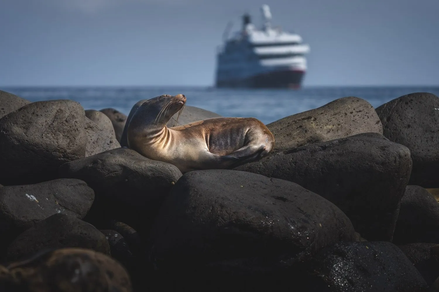 Sea lion resting on volcanic rocks with an expedition ship behind
