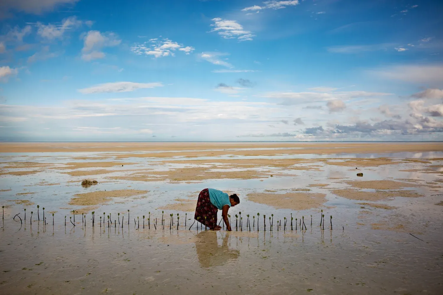 A woman planting mangroves on the tidal flats of Kiribati